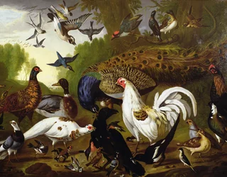 Die Fabel vom Raben mit einem Pfau, Hahn, Specht, Eichelhäher, Waldschnepfe und Elster